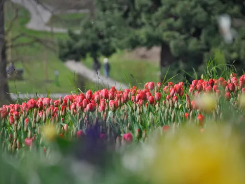 Rote Tulpen im Vordergrund, dahinter ein Parkweg mit Spaziergängern und viel Grün im Hintergrund