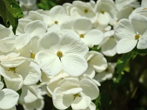Nahaufnahme von weißen Blüten mit gelben Staubgefäßen an einem Strauch