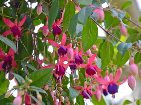 Nahaufnahme von hängenden Fuchsienblüten mit länglichen grünen Blättern