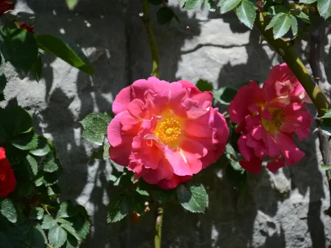 Nahaufnahme einer pinken Kletterrose mit gelbem Blütenzentrum vor einer Steinmauer