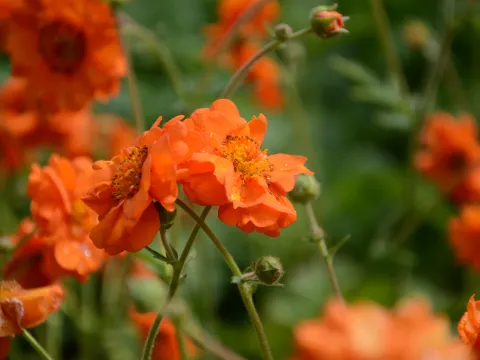 Nahaufnahme von mehreren orangefarbenen Nelkenwurzblüten mit grünen Stängeln