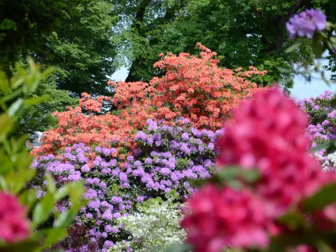 Bunte Rhododendronbüsche in voller Blüte vor grünen Bäumen