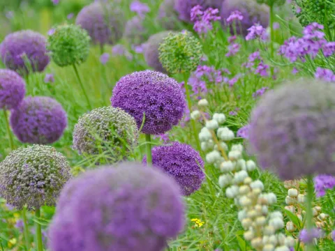 Blühendes Beet mit kugelförmigen violetten Zierlauch-Blüten und weiteren violetten Pflanzen im Hintergrund