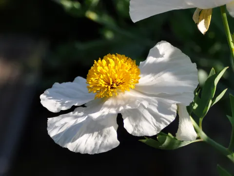 Weiße Blüte des Baummohns mit leuchtend gelber Mitte im Sonnenlicht.