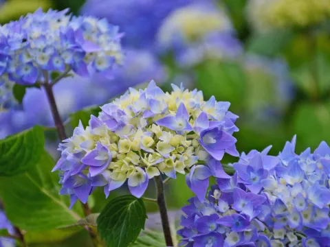 Nahaufnahme von blühenden Hortensien mit blassgelben und blauen Blüten in einem Garten