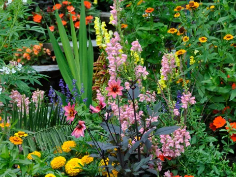Farbenprächtige Sommerbepflanzung der Italienischen Blumen- und Wasserstiege mit einer Vielzahl blühender Sommerblumen.