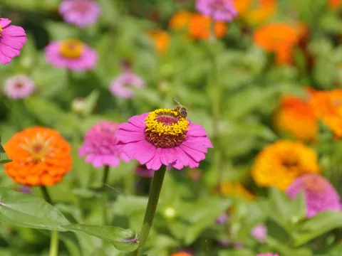 Biene auf einer pinken Zinnie mit gelber Blütenmitte in einem Blumenbeet; im unscharfen Hintergrund sind weitere pinke und orange Zinnien zu sehen.