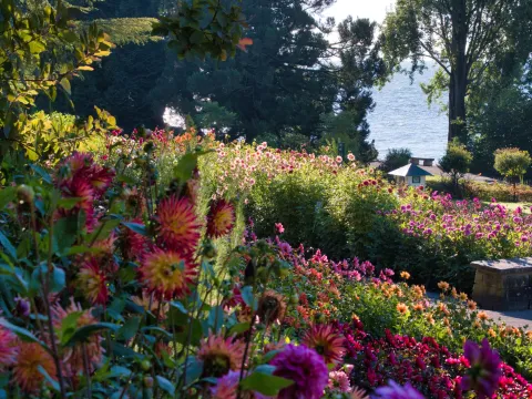 Dahlien auf der Mainau mit Blick zum See