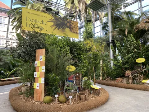 Die Herbstausstellung „Exotische Früchte“ im Palmenhaus der Insel Mainau zeigt tropische Pflanzen und Früchte, ergänzt durch Informationstafeln und thematische Dekorationen. Im Vordergrund sind unter anderem Jackfrüchte und verschiedene beschilderte Pflanzen zu sehen.
