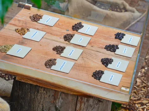 Eine Ausstellungstafel mit verschiedenen Kaffeesorten in einem Glaskasten