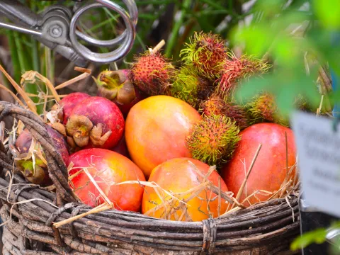 Herbstliche Früchteausstellung mit Mangos, Mangostanen und Rambutans in einem rustikalen Flechtkorb.