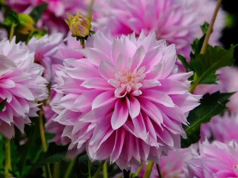 Nahaufnahme der Dahlie „Evanah“, der Mainau-Dahlienkönigin 2026, mit großen, dicht angeordneten Blütenblättern in Rosa und Weiß. Im Hintergrund sind weitere rosa Dahlienblüten zu sehen.