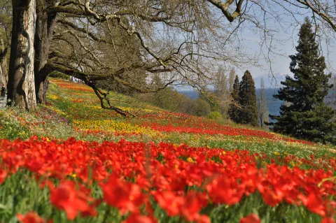 Wiese mit Tulpen