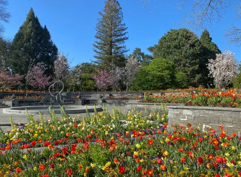 Insel Mainau / Marketing Frühling auf den Mediterran-Terrassen der Insel Mainau