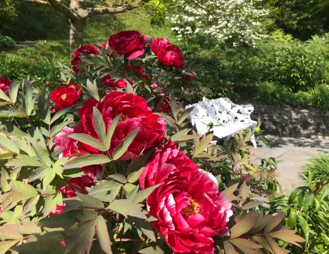 Insel Mainau / Marketing Sitzbank im Päoniengarten der Insel Mainau