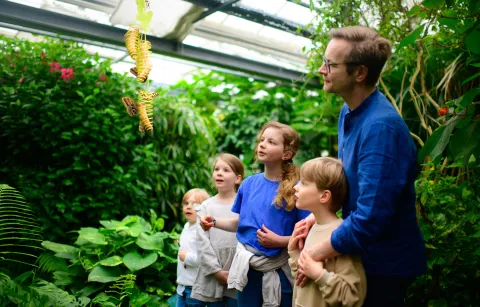 Insel Mainau / Bjørn Jansen Große Faszination im Schmetterlingshaus