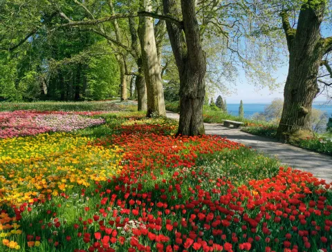 Insel Mainau / Marketing Tulpenblüte in der Frühlingsallee