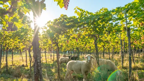 Schafe im Weinberg