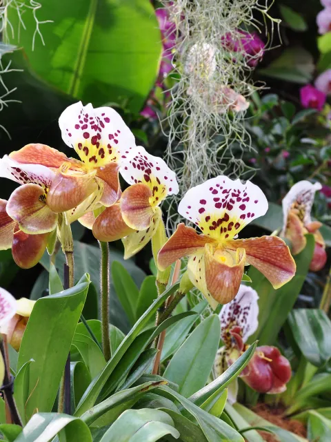 Verschiedene Orchideen in der Orchideenschau auf der Insel Mainau