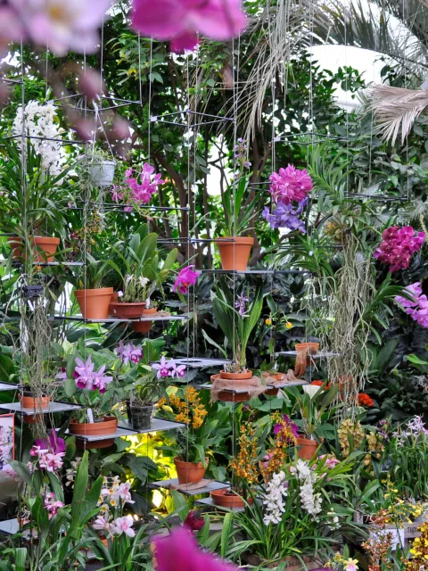 Insel Mainau / Marketing Hängeregal mit verschiedenen Orchideenpflanzen im Palmenhaus auf der Insel Mainau