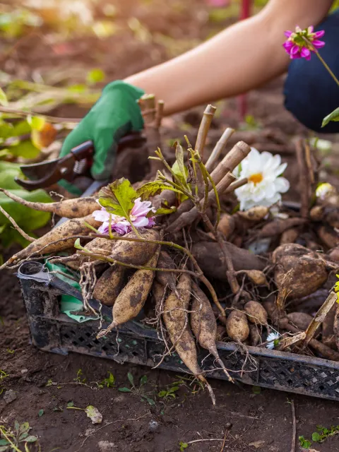 Mariia Boiko / Shutterstock.com Dahlienknollen in einer Kiste
