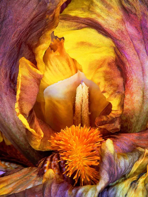 Josh Westrich Iris-Fotografie Josh Westrich
