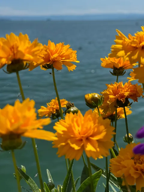 Insel Mainau / Marketing Gelbe Blumen, im Hintergrund Bodensee