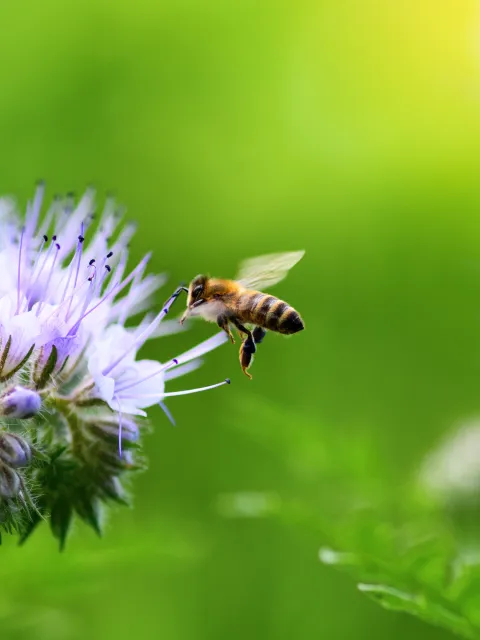 Borislav15/Adobe Stock Biene an Blüte