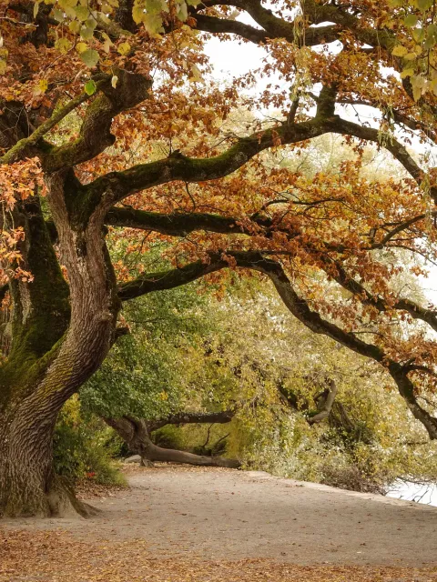 Mainau Akademie / Ute Schmidt Mainau Akademie Seminare Herbstfotografie