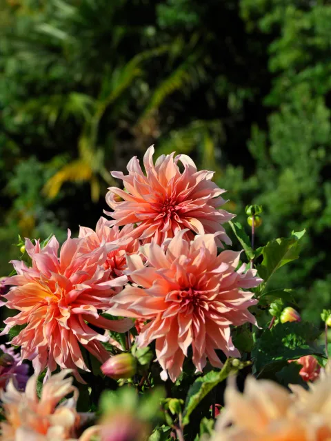 Rosa und pfirchsichfarbene Blüten von drei Dahlien vor grünem Hintergrund