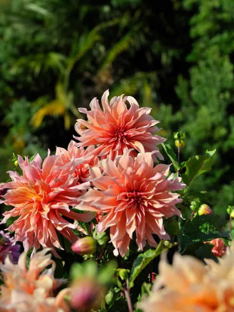Rosa und pfirchsichfarbene Blüten von drei Dahlien vor grünem Hintergrund