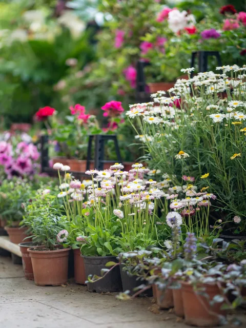 Ein Bild einer üppig bepflanzten Terrassenlandschaft mit einer Vielzahl blühender Pflanzen in unterschiedlichen kräftigen Farben.