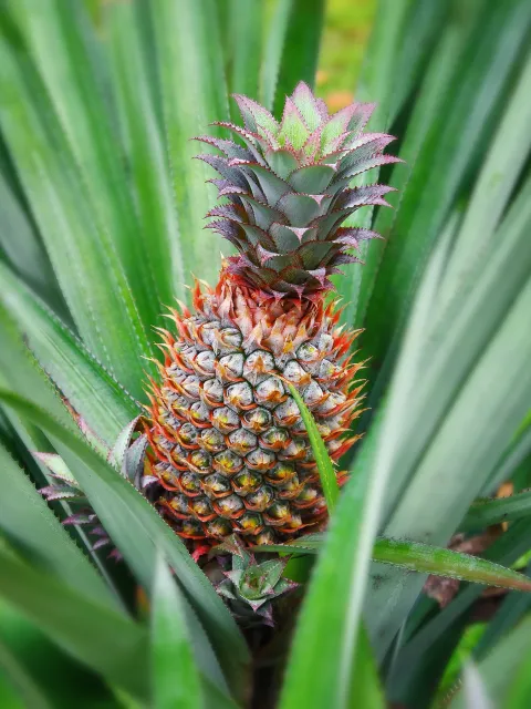 Ein tropischer Ananas-Trieb mit grünen Blättern und einem reifen, orangefarbenen Fruchtstand in einer Wiese.