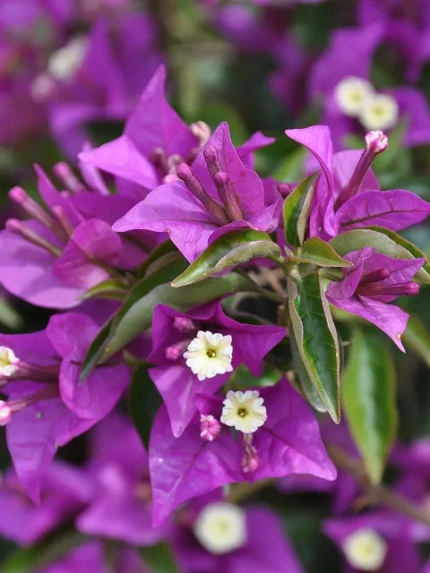 Eine Vielzahl von lila Blumen blühen in einer Gartenumgebung