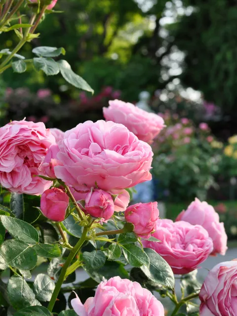 Ein Bild von üppigen, rosa Rosen in einer grünen Umgebung.