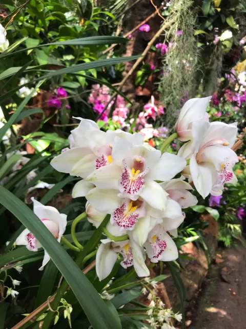 Eine Nahaufnahme von schönen weißen Orchideenblüten umgeben von grüner Vegetation.