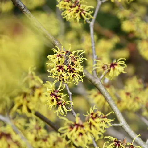 Strauch mit gelber Blüte