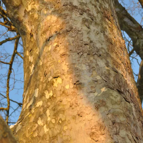 Bild von der Rinde einer winterlichen Platane