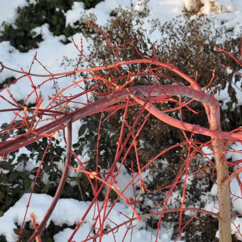 Rote, dünne Zweige eines Strauchs vor schneebedecktem Boden