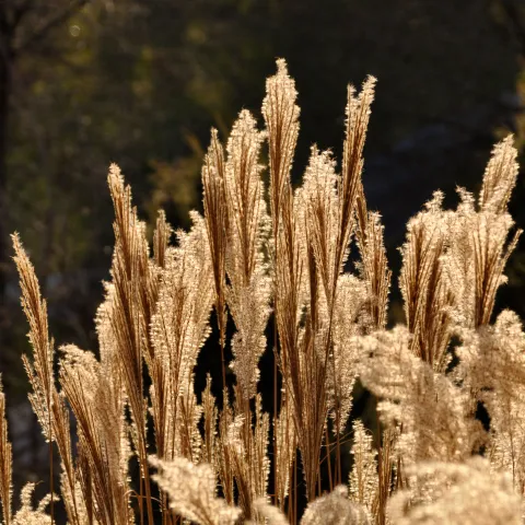Fruchtstand Chinaschild wird von Wintersonne angestrahlt