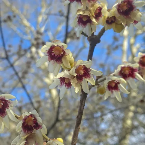 Zweig mit mehreren kleinen Blüten mit hellen Blütenblättern und dunklem Zentrum vor unscharfem Hintergrund mit blauem Himmel