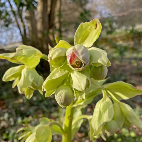 Nahaufnahme einer hellgrünen Helleborus foetidus mit mehreren Blütenknospen und einer teilweise geöffneten Blüte