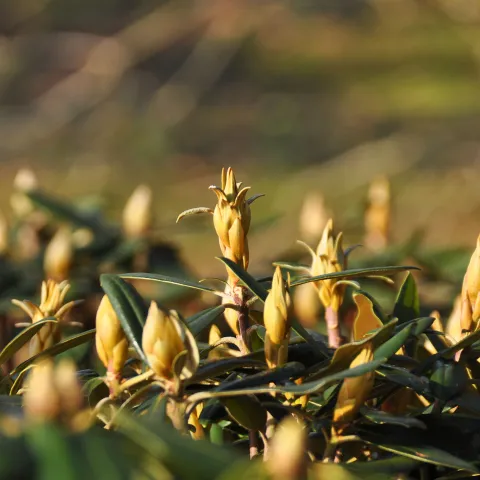 Nahaufnahme mehrerer geschlossener Rhododendronknospen mit länglichen Blättern im Hintergrund