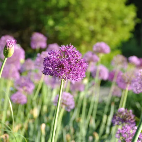 Mehrere violette Blütenkugeln eines Zierlauchs auf grüner Wiese mit unscharfem Hintergrund