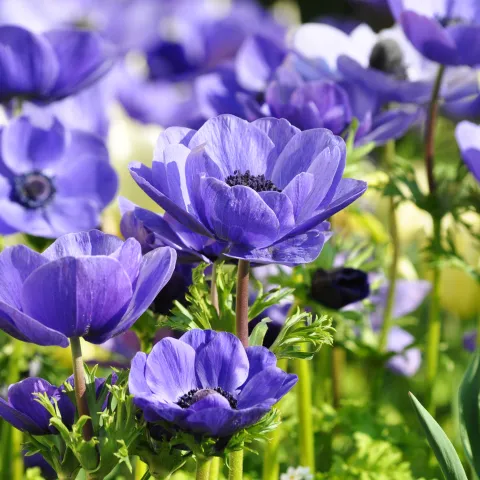 Insel Mainau / Marketing Blaue Anemone in Wiese