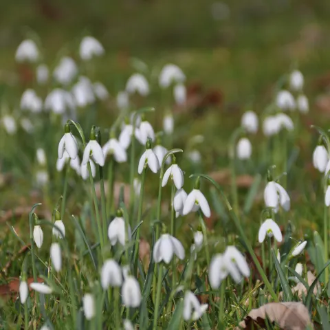 Schneeglöckchen auf Wiese