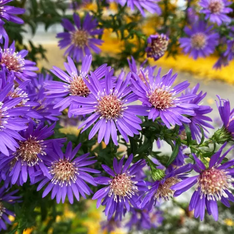 Violette Herbstaster