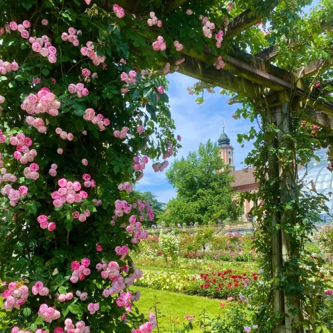 Insel Mainau / Marketing Rosenpergola im Italienischen Rosengarten der Insel Mainau mit Blick auf die barocke Schlosskirche St. Marien