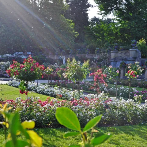 Italienischer Rosengarten der Insel Mainau