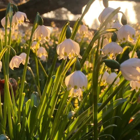 Nahaufnahme von Märzenbecher mit weißen glockenförmigen Blüten und grünen Stängeln im Sonnenlicht